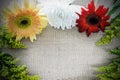 Flower and plant on brown background