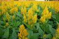 flower Plant Celosia argentea Cockscomb. Royalty Free Stock Photo