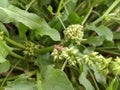 flower of a plant ,Common Milkweed (Asclepias syriaca) Royalty Free Stock Photo