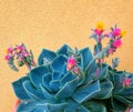 Flower and plant, echeveria, "rosa del deserto", multicolored flowers