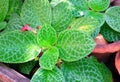 Close Up of Episcia or Flame Violet Plants