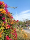 Flower plant fresh environment outdoor nature in summer holiday photography images