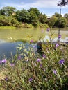 Flower plant grass river nature garden wildflower violetflower