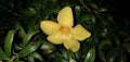 Flower plant green leaf , Allamanda schottii Pohl | Dolichandra unguis-cati Royalty Free Stock Photo