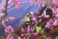 Spring blossoms