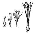 Flower plant growth concept vector design illustration. Crocus germination from corm bulb to sprouts to flower. Saffron