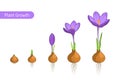 Crocus flower plant growth evolution concept