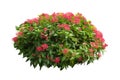 Flower plant isolated include clipping path