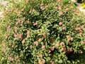 Flower plant lantana camara in a garden