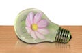 Flower plant in a light bulb idea hothouse greenhouse concept