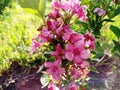 Flower, plant, macrophoto, pink herb