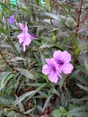 Flower plant nature garden green violetflower