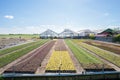 Flower and plant nursery in Boskoop, Holland Royalty Free Stock Photo