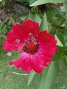 Flower plant petal shrub blossom wildflower leaf rose red pink Royalty Free Stock Photo