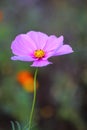 Pink anemone in evening sunlight