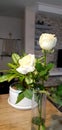 Flower plant pot rose white whiterose leaf love Royalty Free Stock Photo