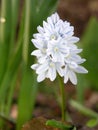 Flower of the plant Puschkinia