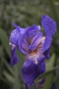 flower plant rain drops dew pattern iris purple beauty nature green grass Royalty Free Stock Photo