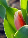 Unopened red tulip bud among the leaves Royalty Free Stock Photo