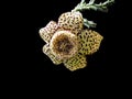 Flower Plants Stapelia Variegata, Isolated On Black Background