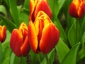 Flower plant tulip red yellow green garden close-up Orange keukenhof Netherlands garden nature field tullips leaves beautiful Royalty Free Stock Photo