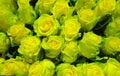 Flower plantation of bright yellow roses with a green tint Royalty Free Stock Photo