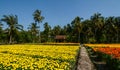 Flower plantation in Mekong Delta, Vietnam