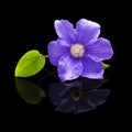 Flower plants clematis purple on black background isolated Royalty Free Stock Photo