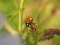 The flower plants crawling ladybug beetle. Royalty Free Stock Photo