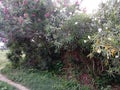 Flower plants in an Indian farm