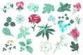 Flower and plants isolated set. Bundle of floral elements Royalty Free Stock Photo