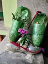 Flower plants planted in soda plastic bottles. A DIY version of plant pots- Joygopalpur, West Bengal, India- 9th Feb 2018