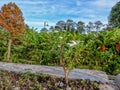 Flower plants planted on vacant land on the side of the road, used to decorate village streets