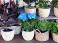 Flower Plants in Pots and Cane Baskets