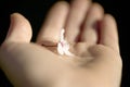 A flower of a plum tree in the palm of your hand. Royalty Free Stock Photo