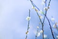 Flower plum white,blur