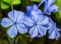 Flower Plumbago auriculata blue -  Blue Flower Bouquet Plumbago auriculata in detail Royalty Free Stock Photo
