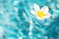 Flower of plumeria floating in the turquoise water surface. Water fluctuations copy-space. Spa concept background