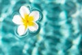 Flower of plumeria floating in the turquoise water surface. Water fluctuations copy-space. Spa concept background