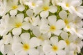 Flower Plumeria with green leaves on blurred background. White flowers with yellow at center Royalty Free Stock Photo