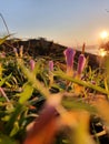 Flower pods ready to boom