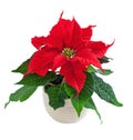 flower poinsettia Royalty Free Stock Photo