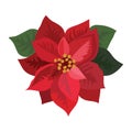 Flower poinsettia. Cartoon Christmas flower. Vector