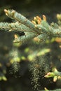 Young buds and young cones grow out of a twig of coniferous tree.