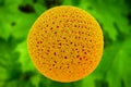 Flower Pollen Particles 3D Illustration Royalty Free Stock Photo