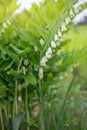 Flower of the Polygonatum odoratum, known as angular Solomon`s seal or scented Solomon`s seal