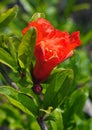 Flower Pomegranate