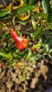 Flower of Pomegranate blooming on terrace garden