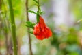 Flower pomegranate on branch. Small pomegranate fruit on a green twig. uncommon little pomegranate fruit in nature Royalty Free Stock Photo