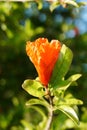 The flower of a pomegranate fruit Royalty Free Stock Photo